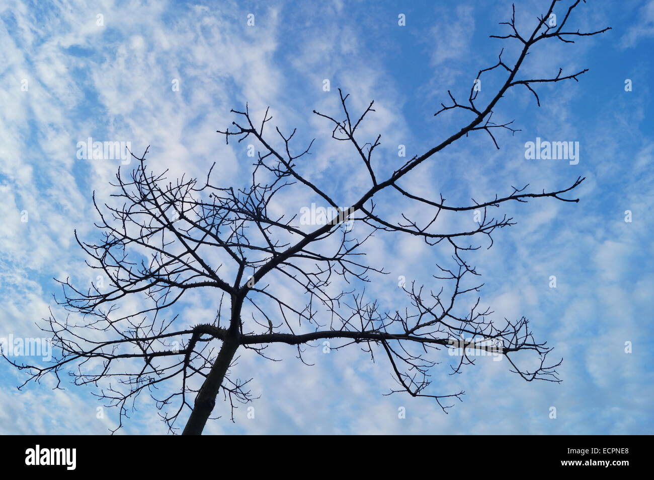 Under the blue sky and white clouds trees Stock Photo - Alamy