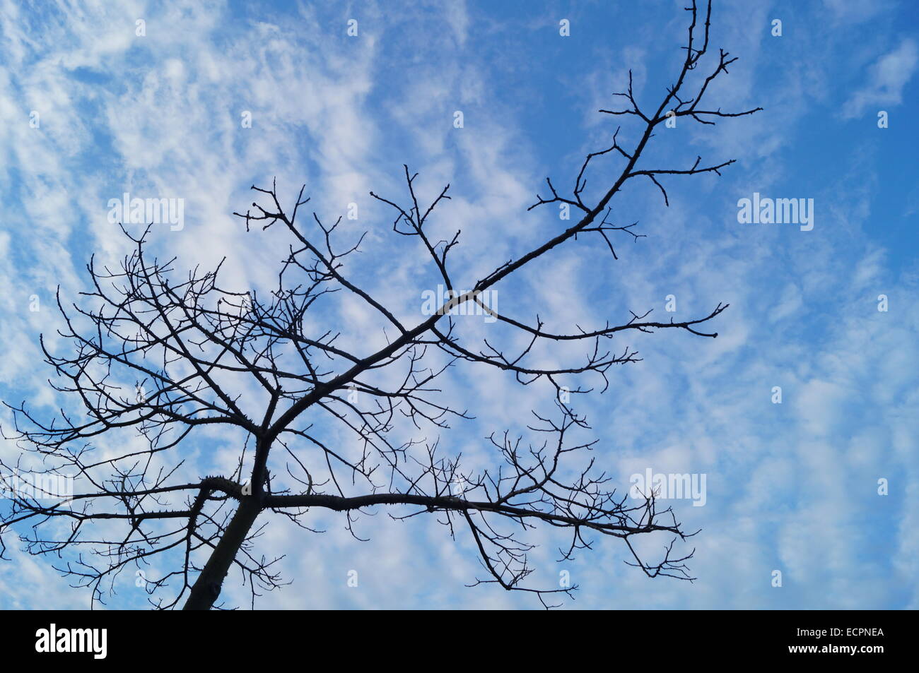 Under the blue sky and white clouds trees Stock Photo - Alamy