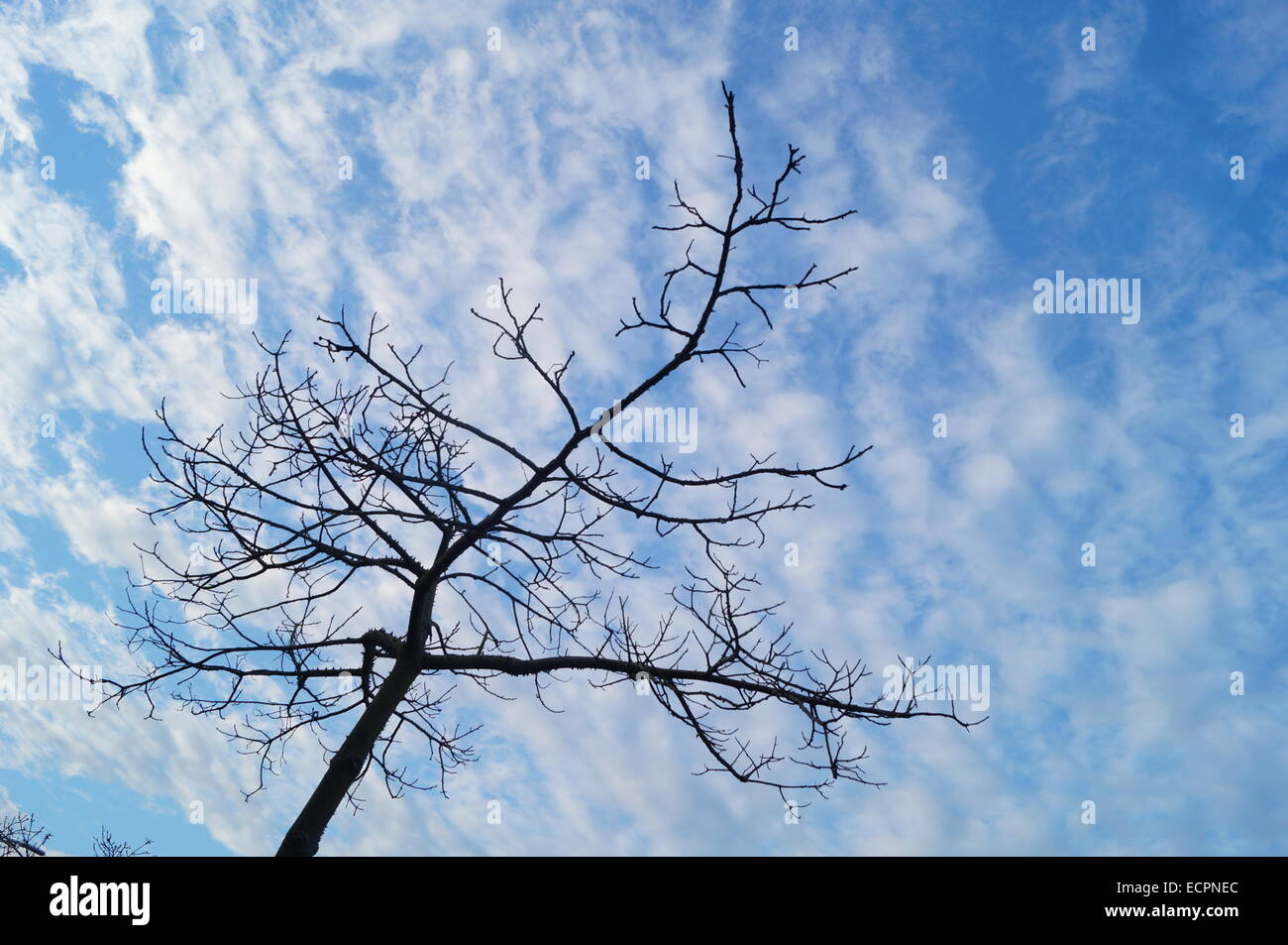 Under the blue sky and white clouds trees Stock Photo - Alamy