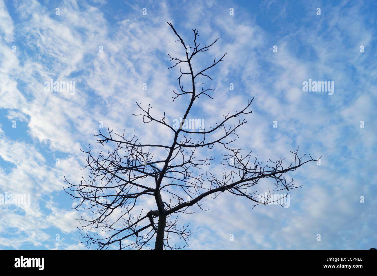 Under the blue sky and white clouds trees Stock Photo - Alamy