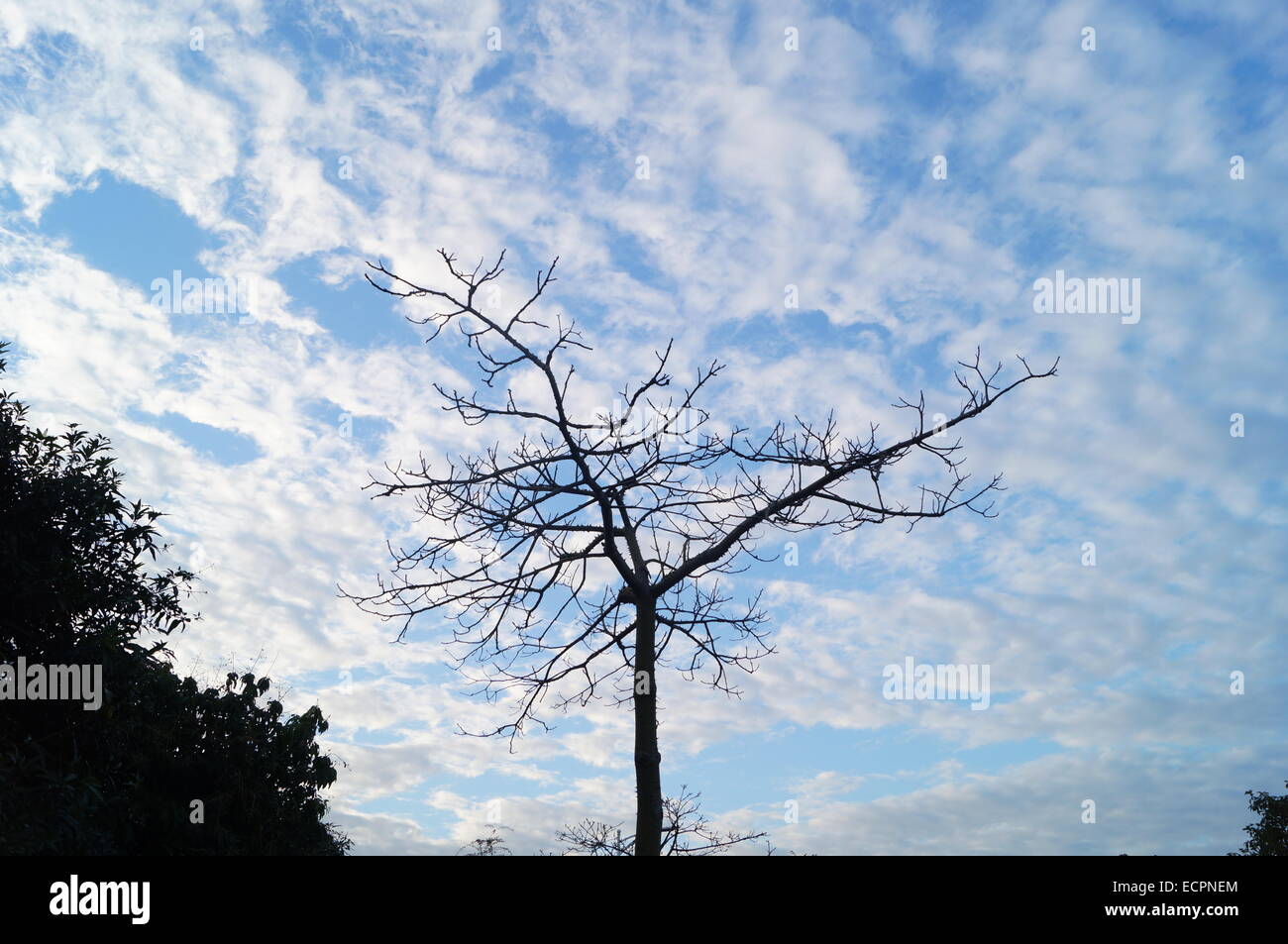 Under the blue sky and white clouds trees Stock Photo - Alamy