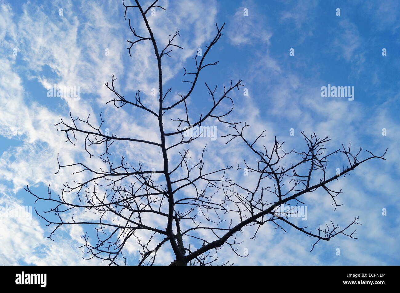 Under the blue sky and white clouds trees Stock Photo - Alamy