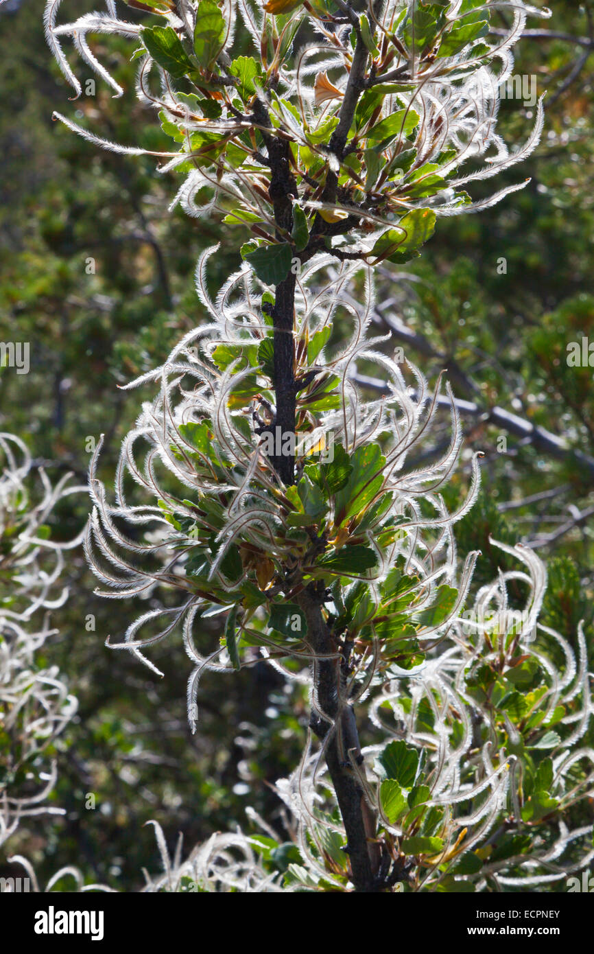 MOUNTAIN MAHOGONY (Cercocarpus montanus) seeds  in the Rocky Mountains - COLORADO Stock Photo