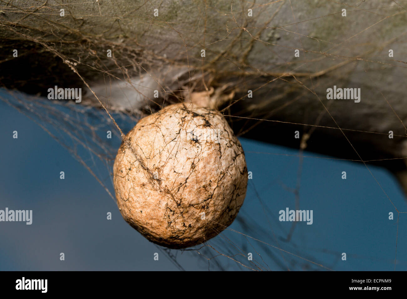 Large egg sack Stock Photo Alamy