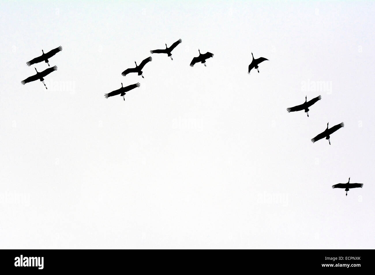 A small flock of Whooping Cranes flies above in migration, near State Highway 46, near Bloomington, Indiana, USA Stock Photo