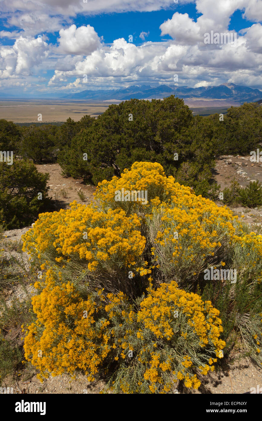 Pinon pine hires stock photography and images Alamy
