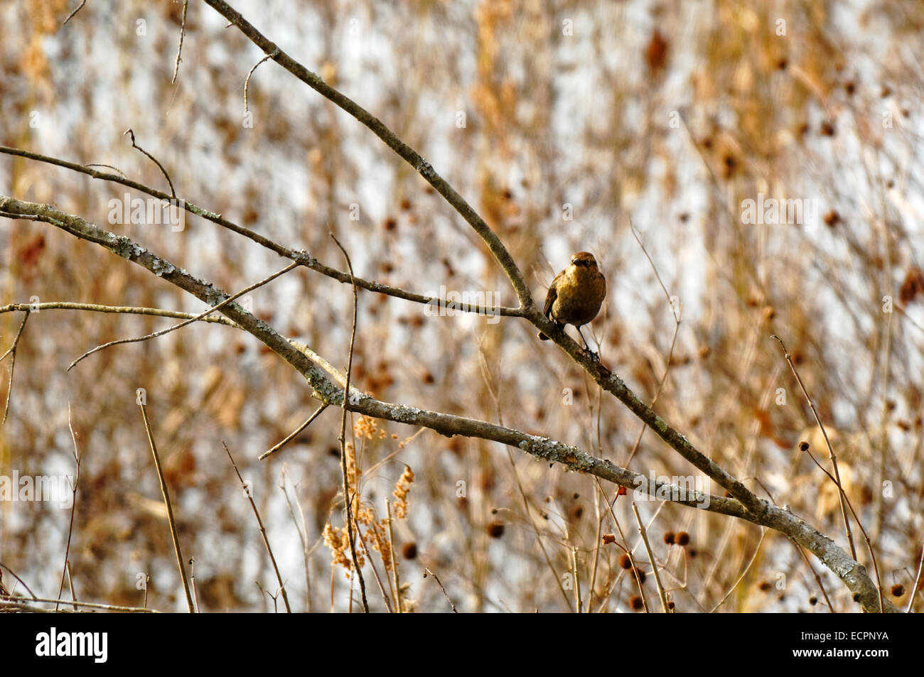 A grackle sits perched on a tree branch in a wetland near Bloomington, Indiana, USA. Stock Photo