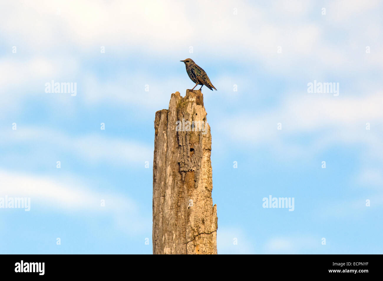 A European Starling sits on top of a rotting tree in a marsh, near Seymour, Indiana, USA. Stock Photo