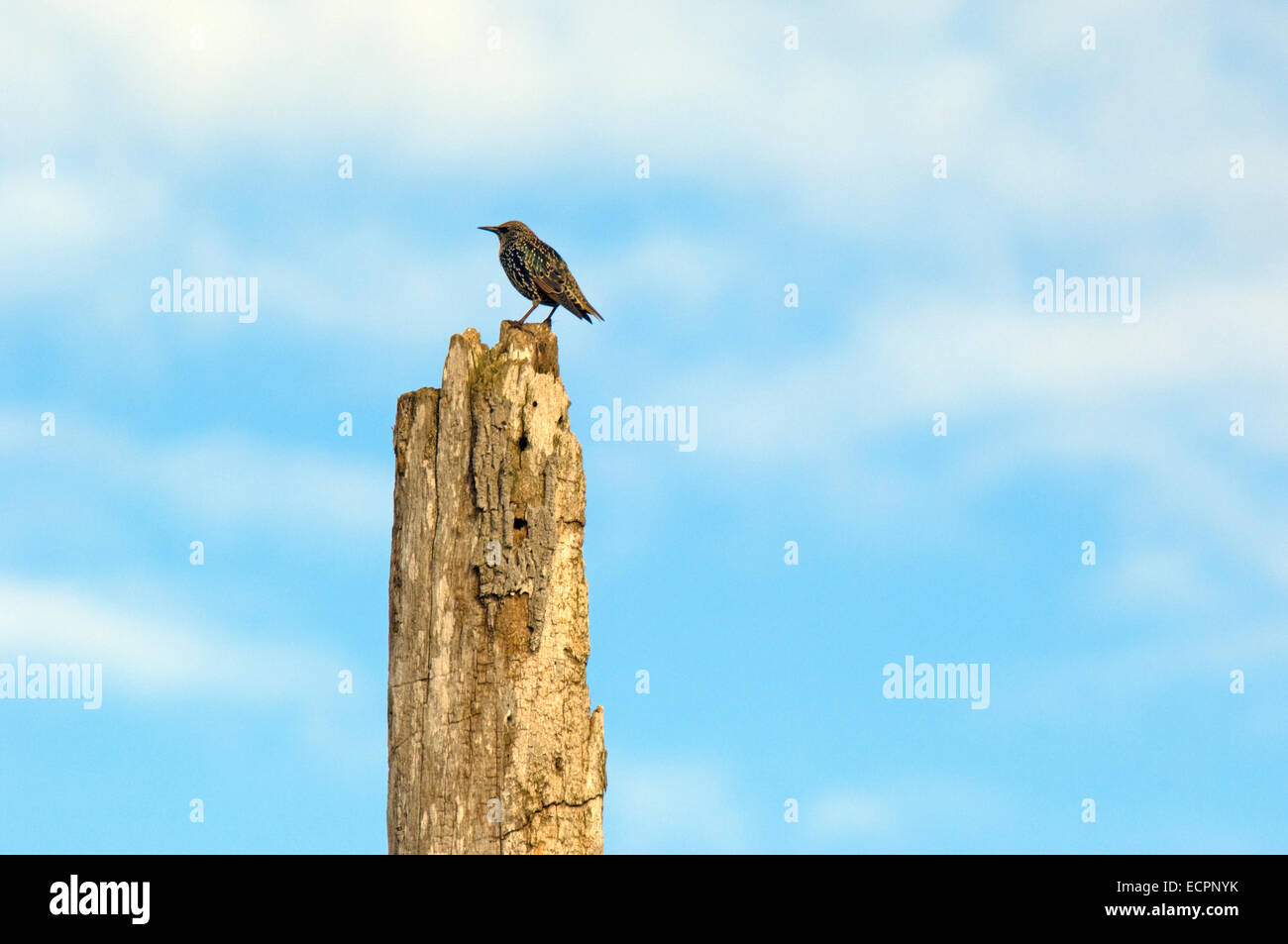 A European Starling sits on top of a rotting tree in a marsh, near Seymour, Indiana, USA. Stock Photo