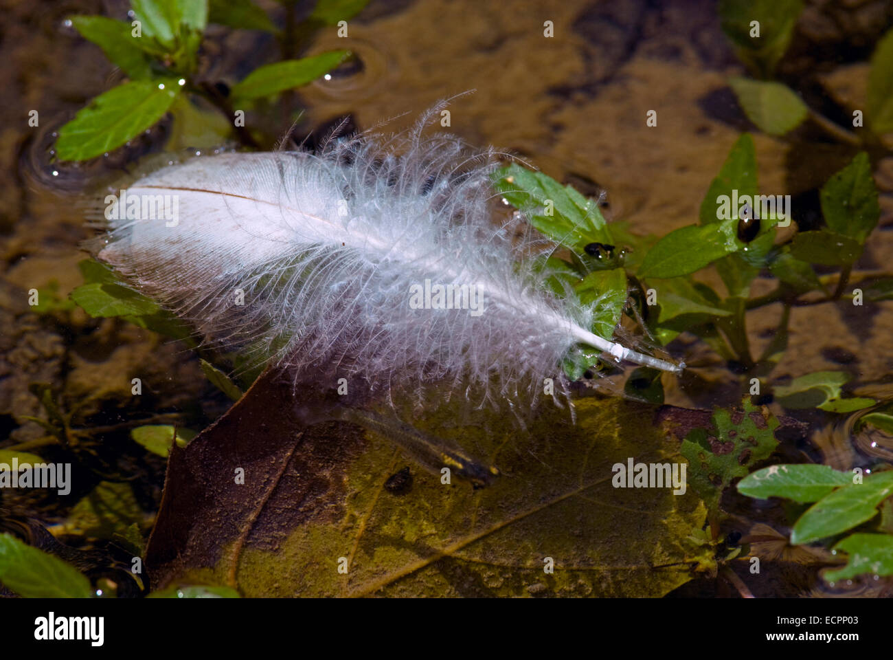 A bird's feather floats on top of a shallow part of Griffy Lake, near Bloomington, Indiana, USA. Stock Photo