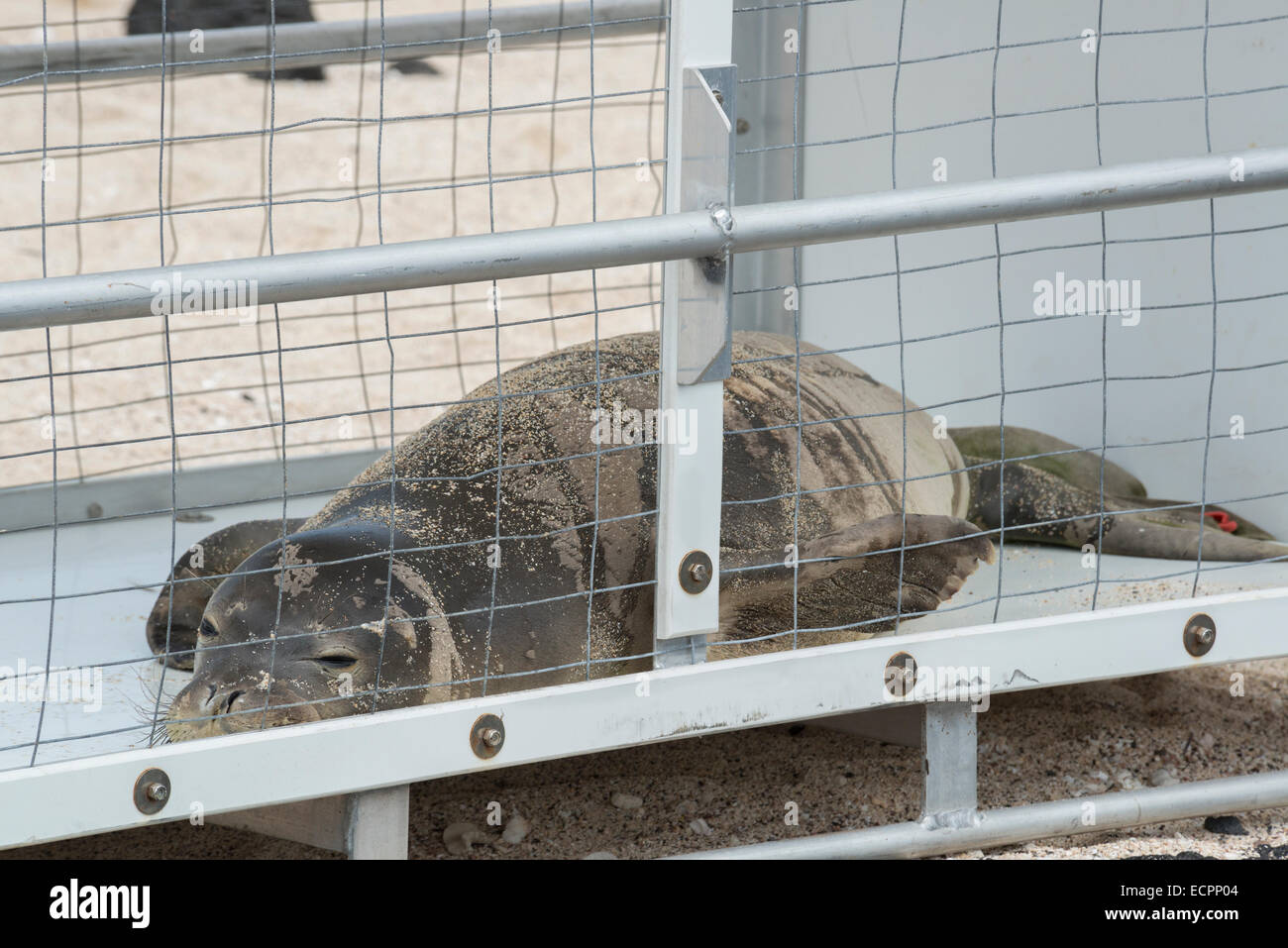 a problem juvenile Hawaiian monk seal, rests in a holding pen after capture, awaiting relocation to an area away from humans Stock Photo