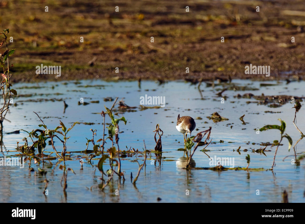 A Sandpiper wades through a marsh in search of food, near Linton, Indiana, USA. Stock Photo