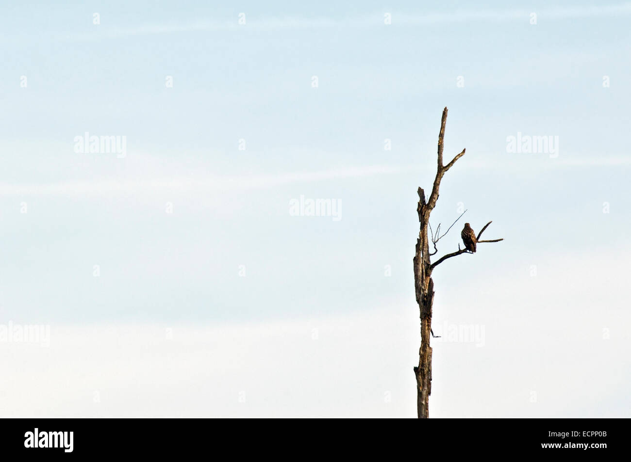 A red-tailed hawk sits high above on a branch of a rotting marsh tree near Bloomington, Indiana, USA. Stock Photo
