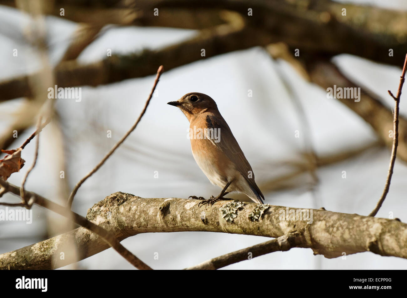 Small brown and white bird in a tree. Stock Photo