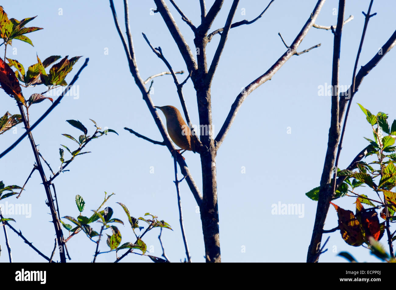 A small bird is nestled between the branches of a tree in early fall. Stock Photo