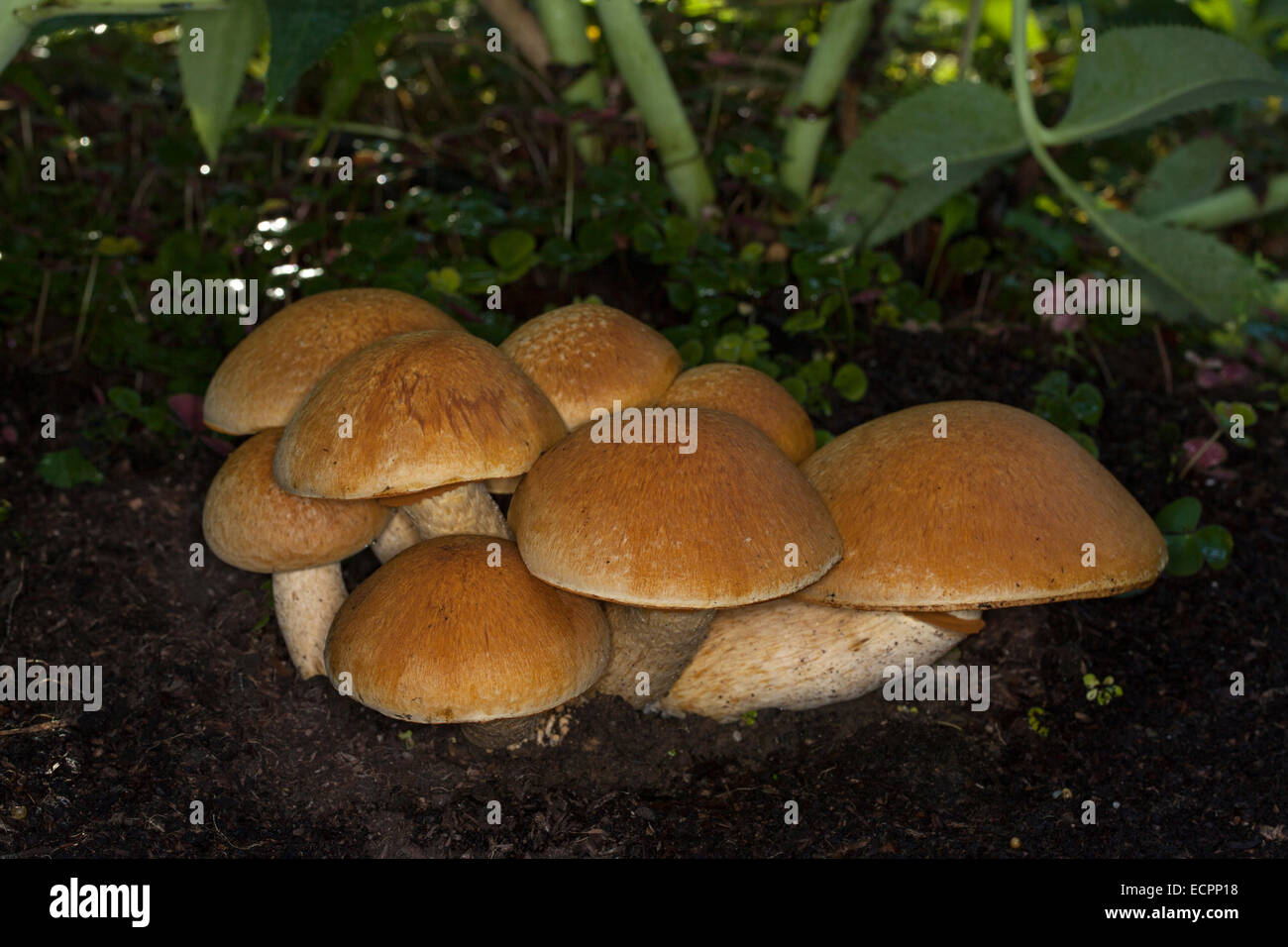 Wild mushrooms in a garden, Novato, Marin County, California, USA Stock Photo