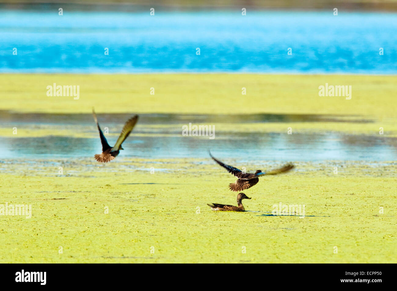 A duck flies in marshland pond with motion in its wings, near Oakland City, Indiana, USA. Stock Photo