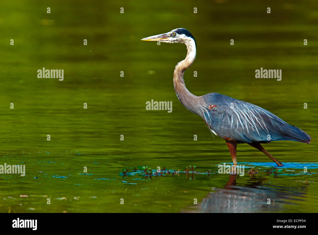A great blue heron near the shores edge at Lake Monroe, Indiana, USA