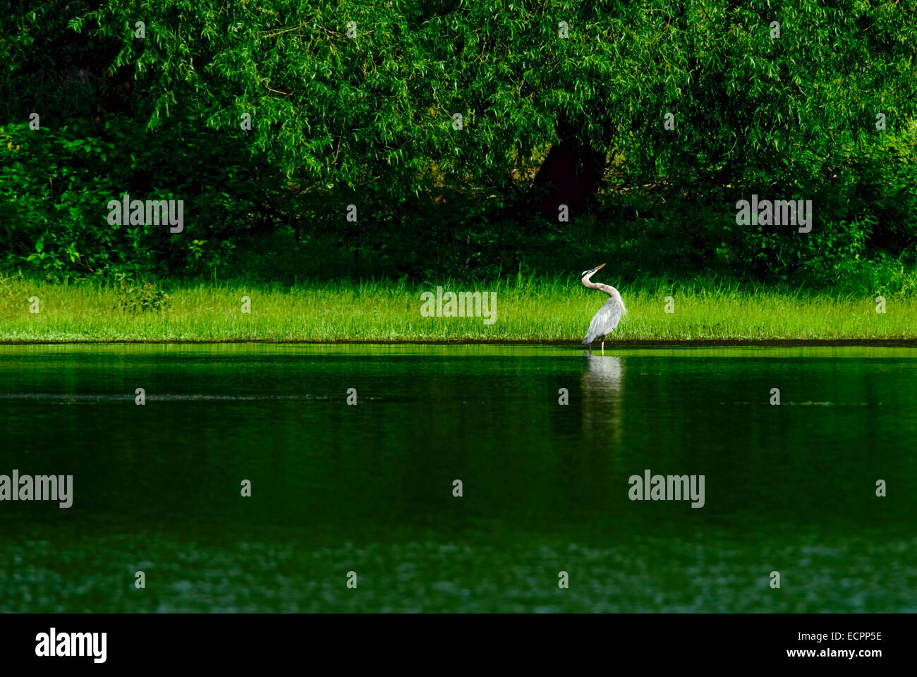 A great blue heron on the shoreline of Lake Monroe, Indiana, USA Stock
