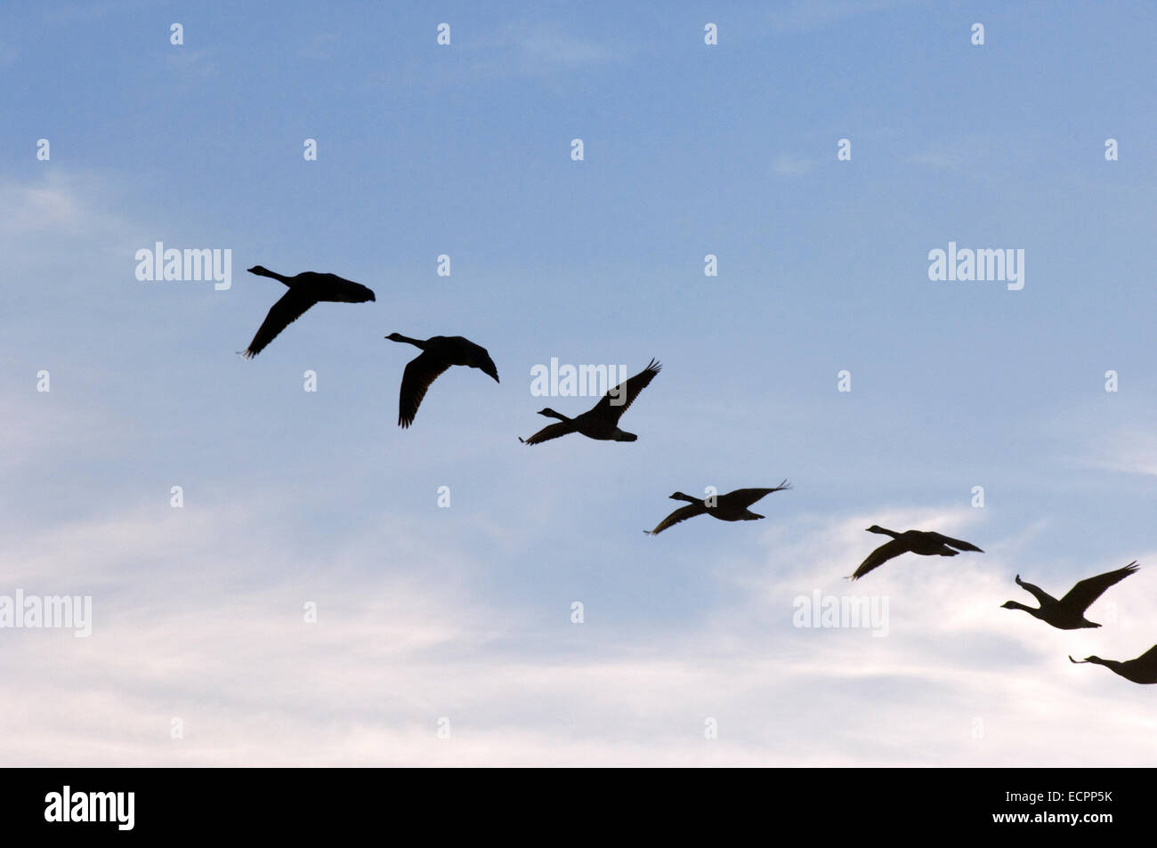 A group of silhouetted Branta geese fly near Lake Monroe, Indiana, USA. Stock Photo