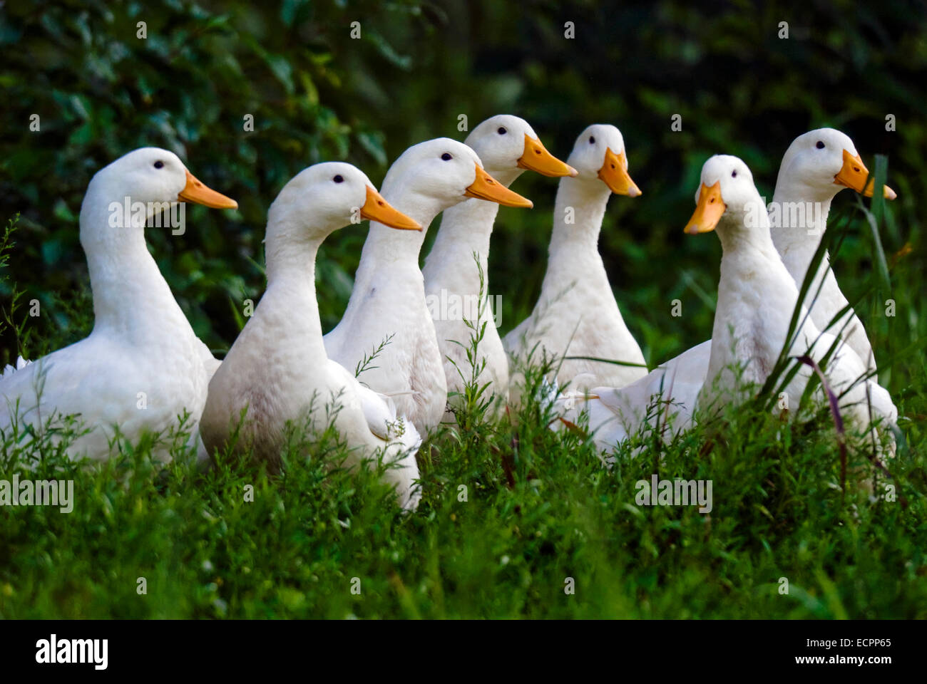 A group of Pekin ducks in some grass, near a pond adjacent to Lake