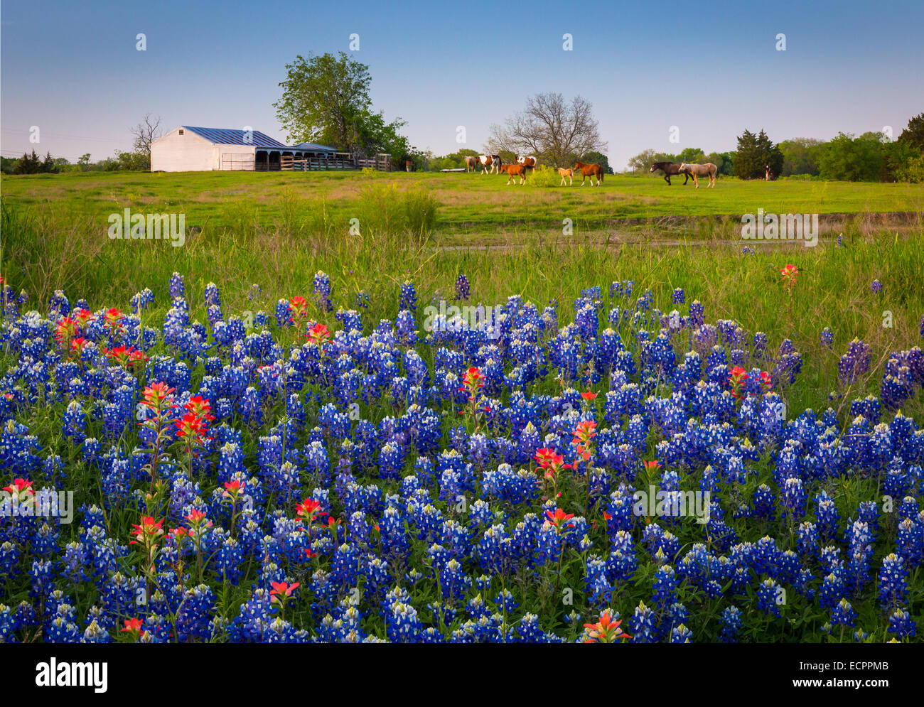 in Ennis, Texas. Lupinus texensis, the Texas is