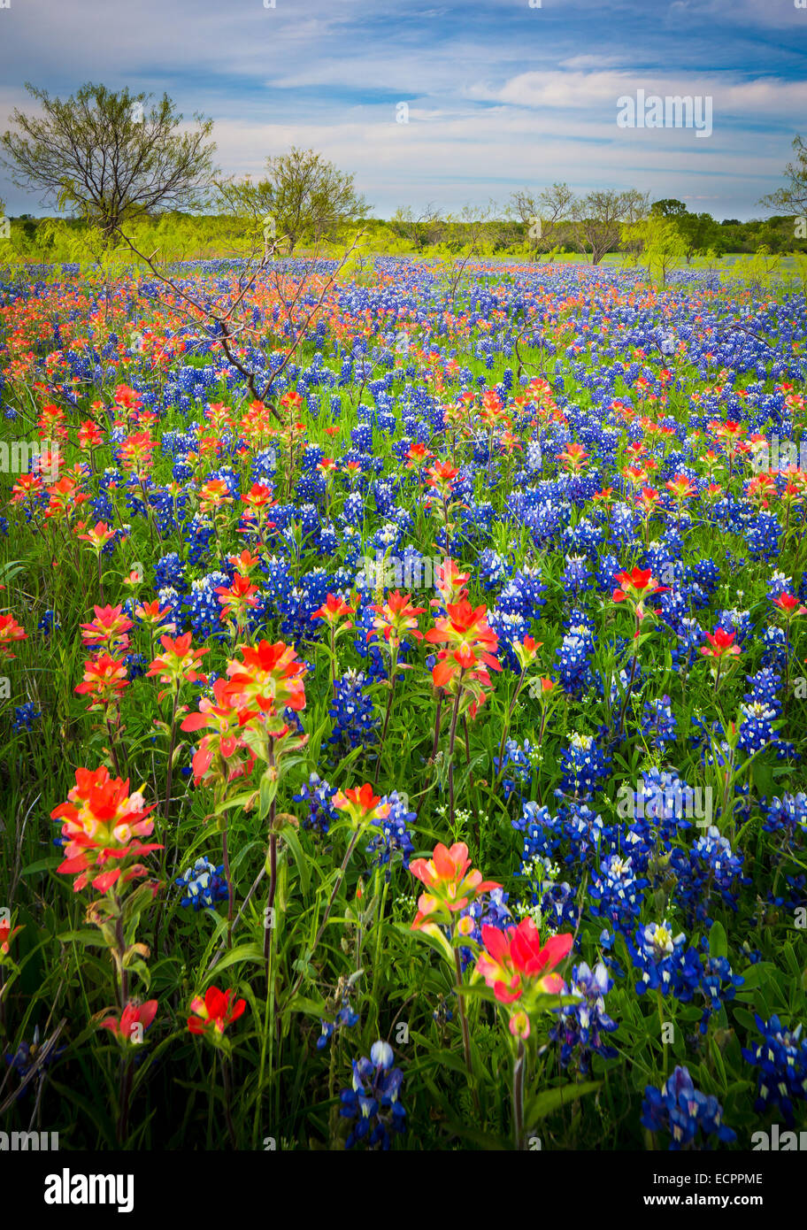 Bluebonnets in Ennis, Texas. Lupinus texensis, the Texas bluebonnet, is a species of lupine endemic to Texas Stock Photo
