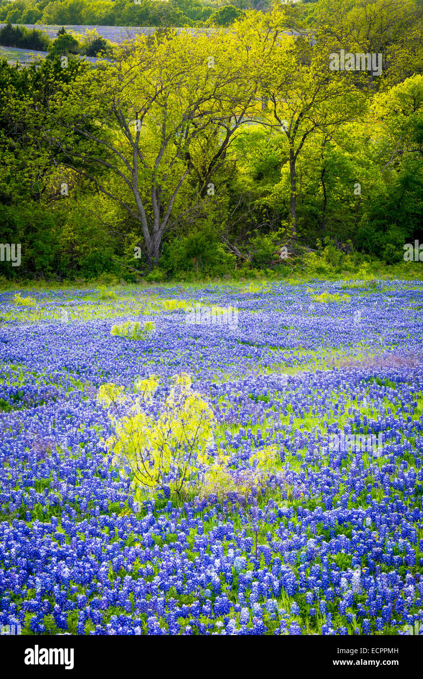 Bluebonnets in Ennis, Texas. Lupinus texensis, the Texas bluebonnet, is a species of lupine endemic to Texas Stock Photo