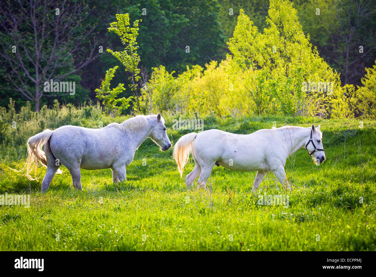 Two white horses hires stock photography and images Alamy