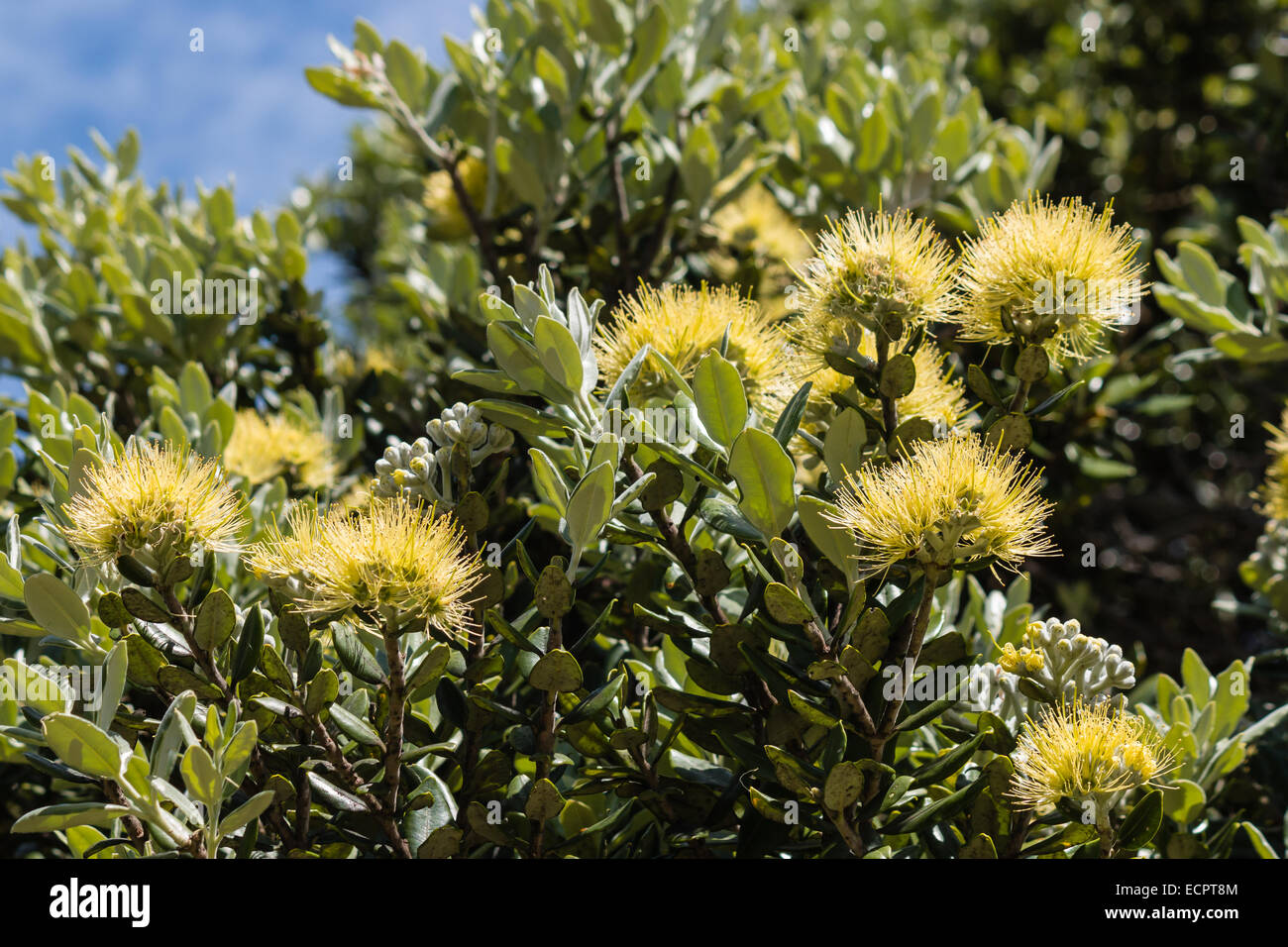 yellow-flowering Pohutukawa tree Stock Photo