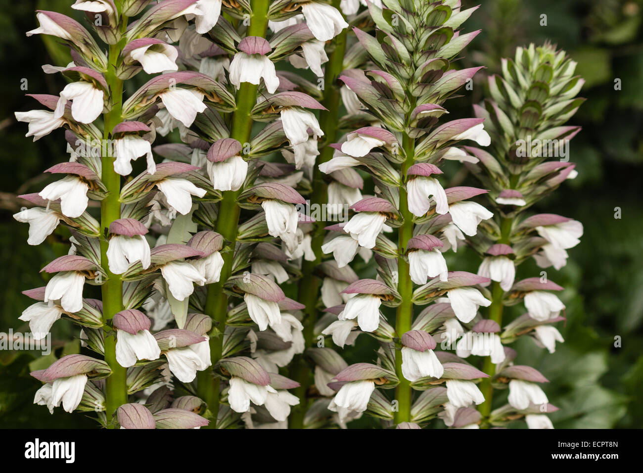 detail of acanthus plant flowers Stock Photo