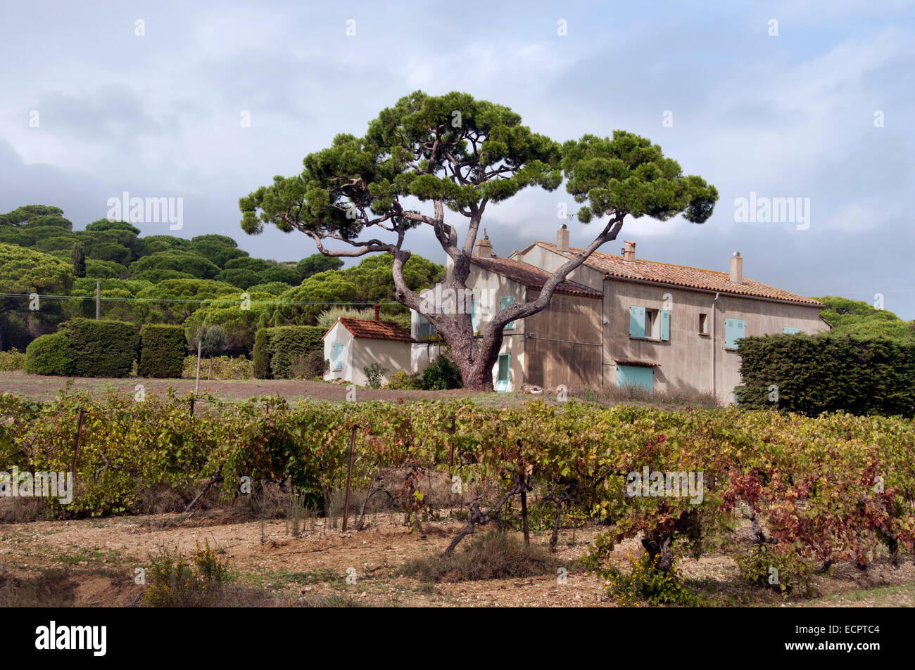 SAINT st Tropez France Wine Harvest Vintage Grapes Vineyard Agriculture Cotes de Provence Stock