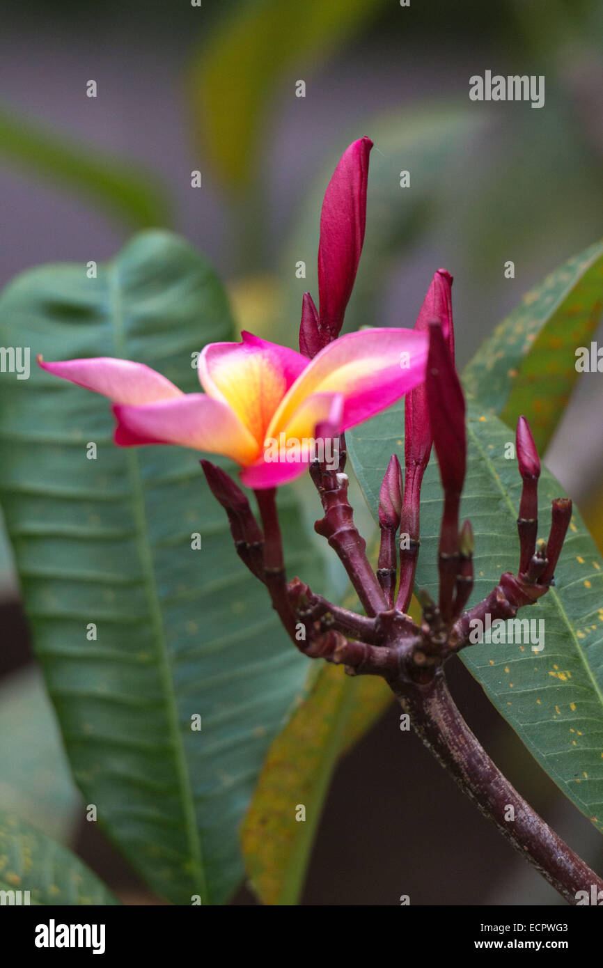 Red Frangipani, Plumeria rubra, photo: July 2014. Stock Photo