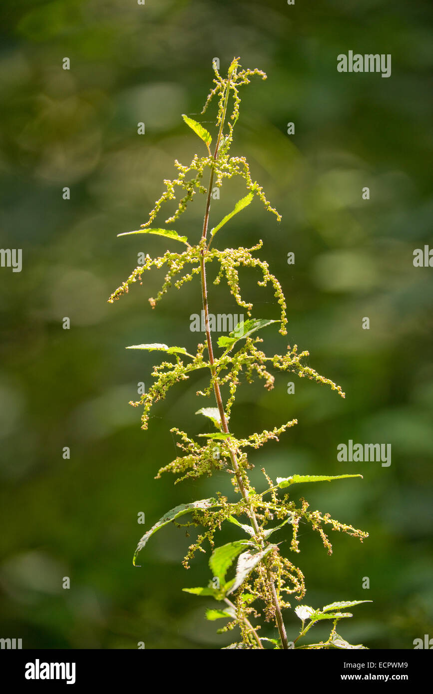 Stinging nettle (Urtica dioica), Thuringia, Germany Stock Photo