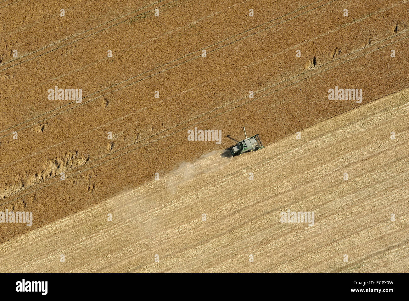Harvester pick the mature grain from a brown field, 22 July 2013 Stock Photo