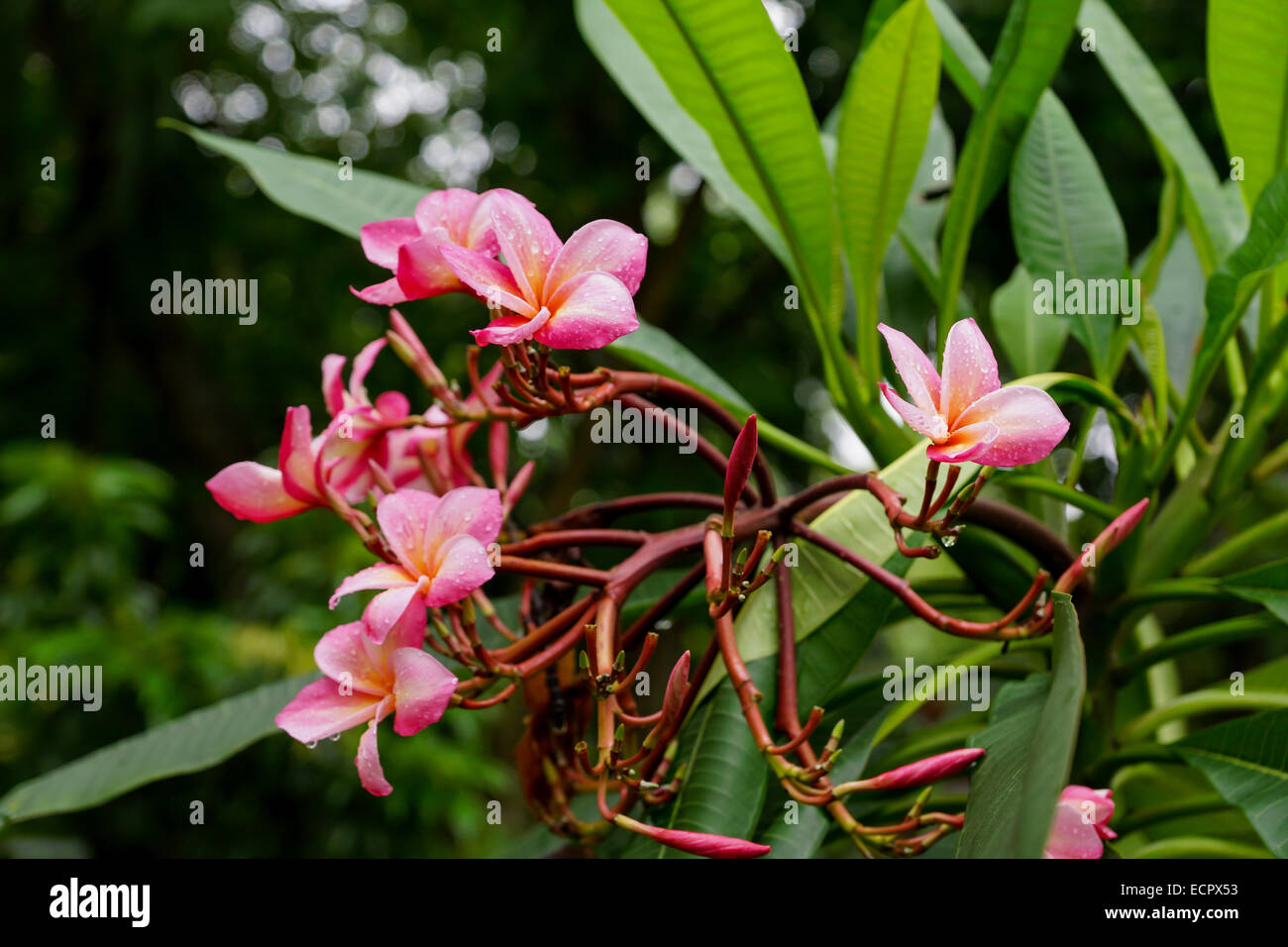 kath golap flower stock photos kath golap flower stock images alamy