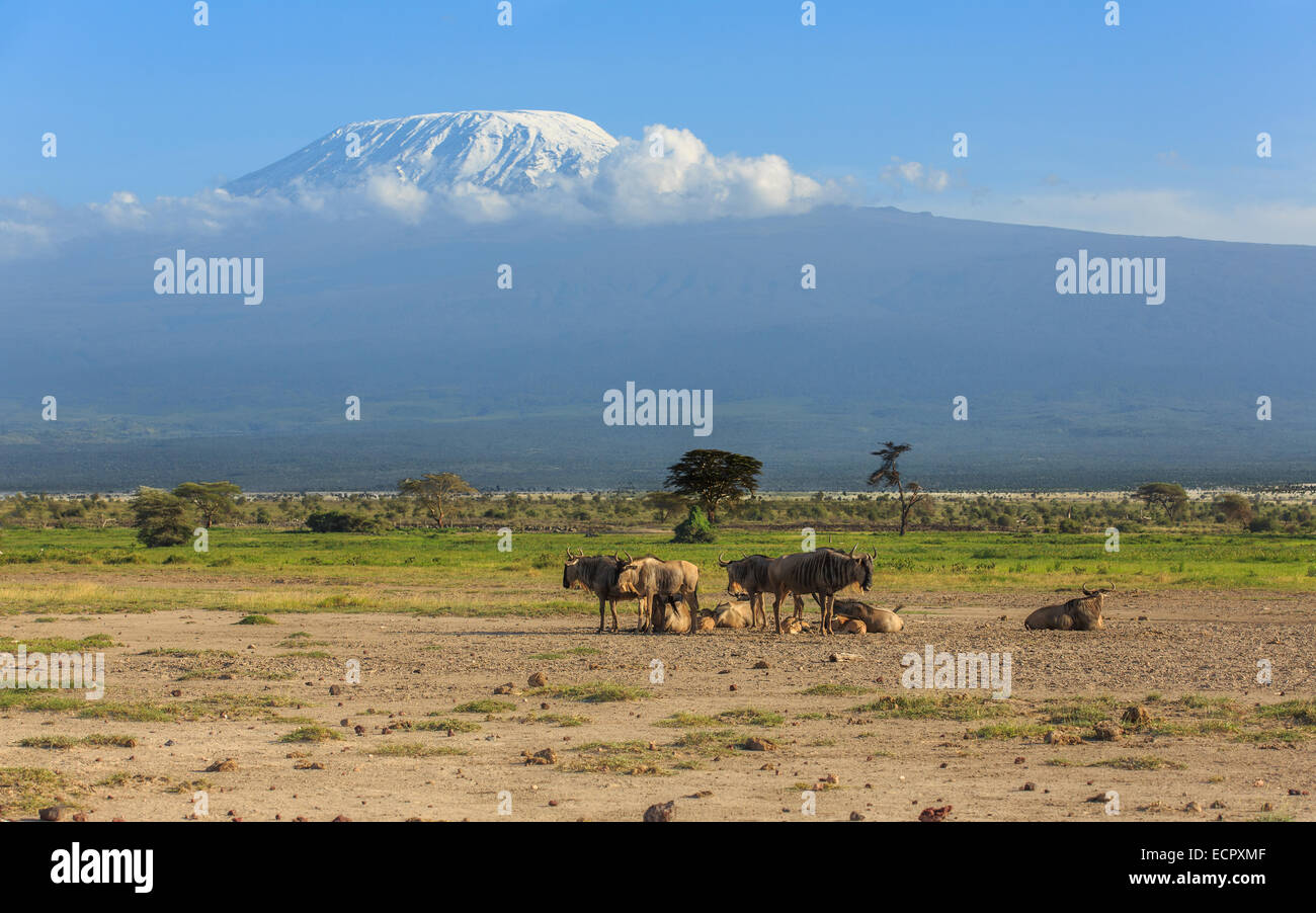 Kilimanjaro Amboseli Safari wildbeast gnu Kenya Stock Photo