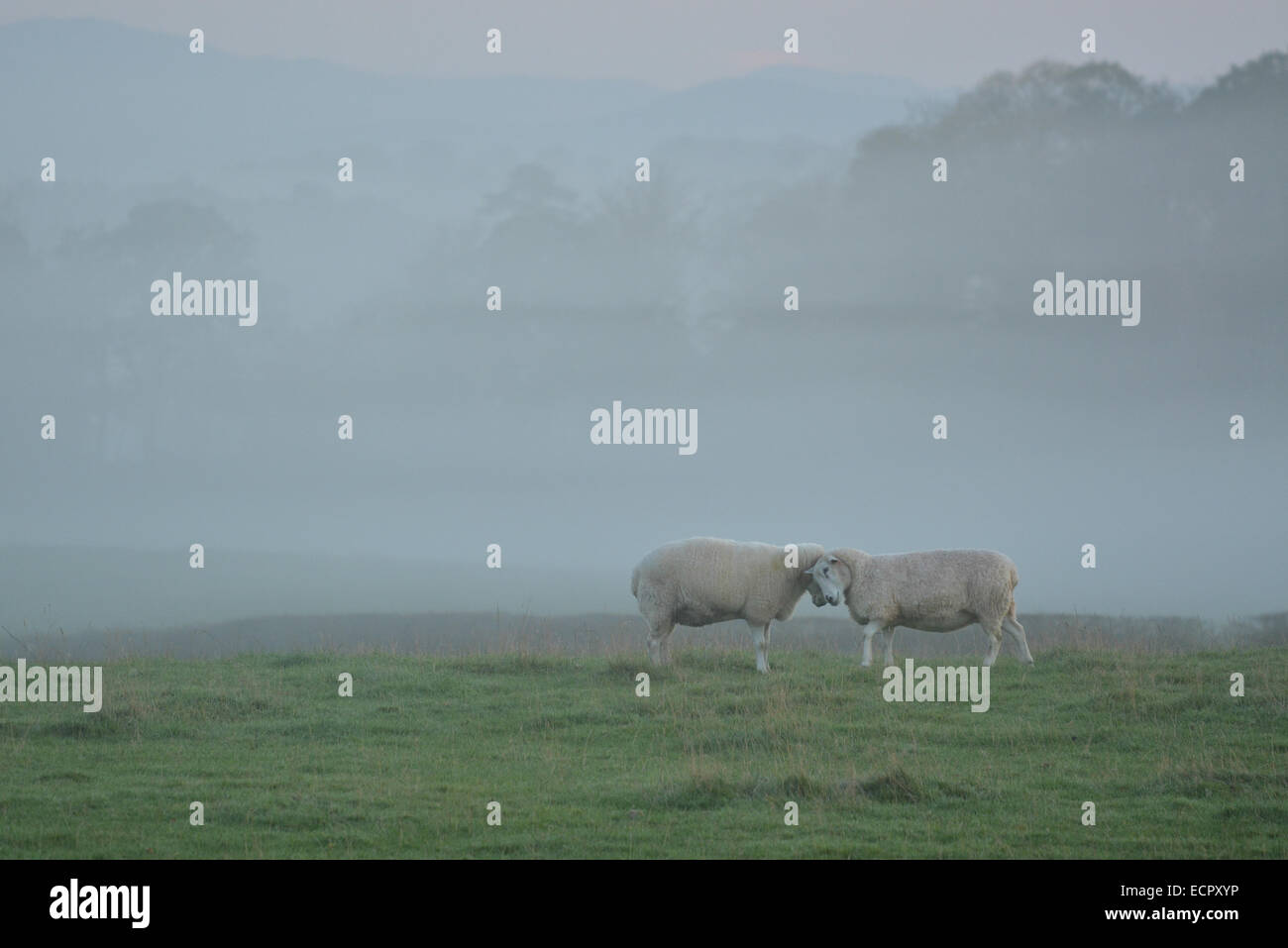 Two friendly white sheep greet each other by rubbing heads on a misty autumn morning - with copy space Stock Photo