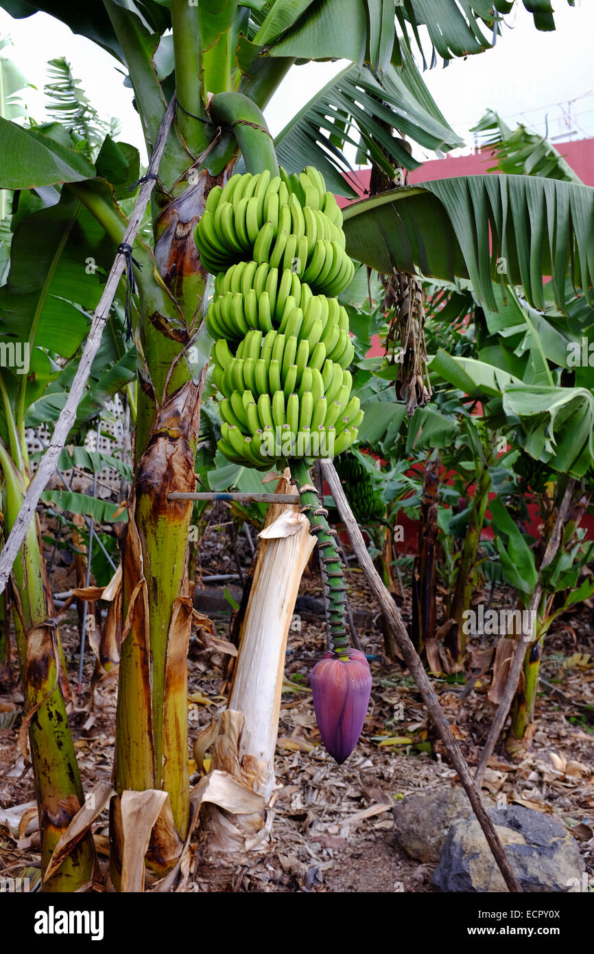 A banana plant growing in La Palma, Canary Islands, Spain Stock Photo