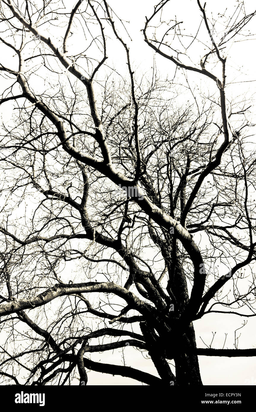 Tree branches silhouette black white hi-res stock photography and ...