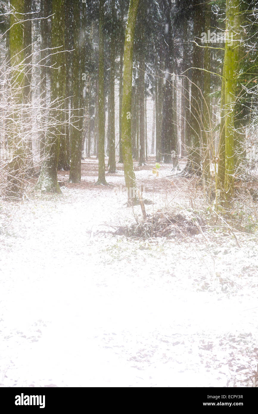 woodland under snow Stock Photo