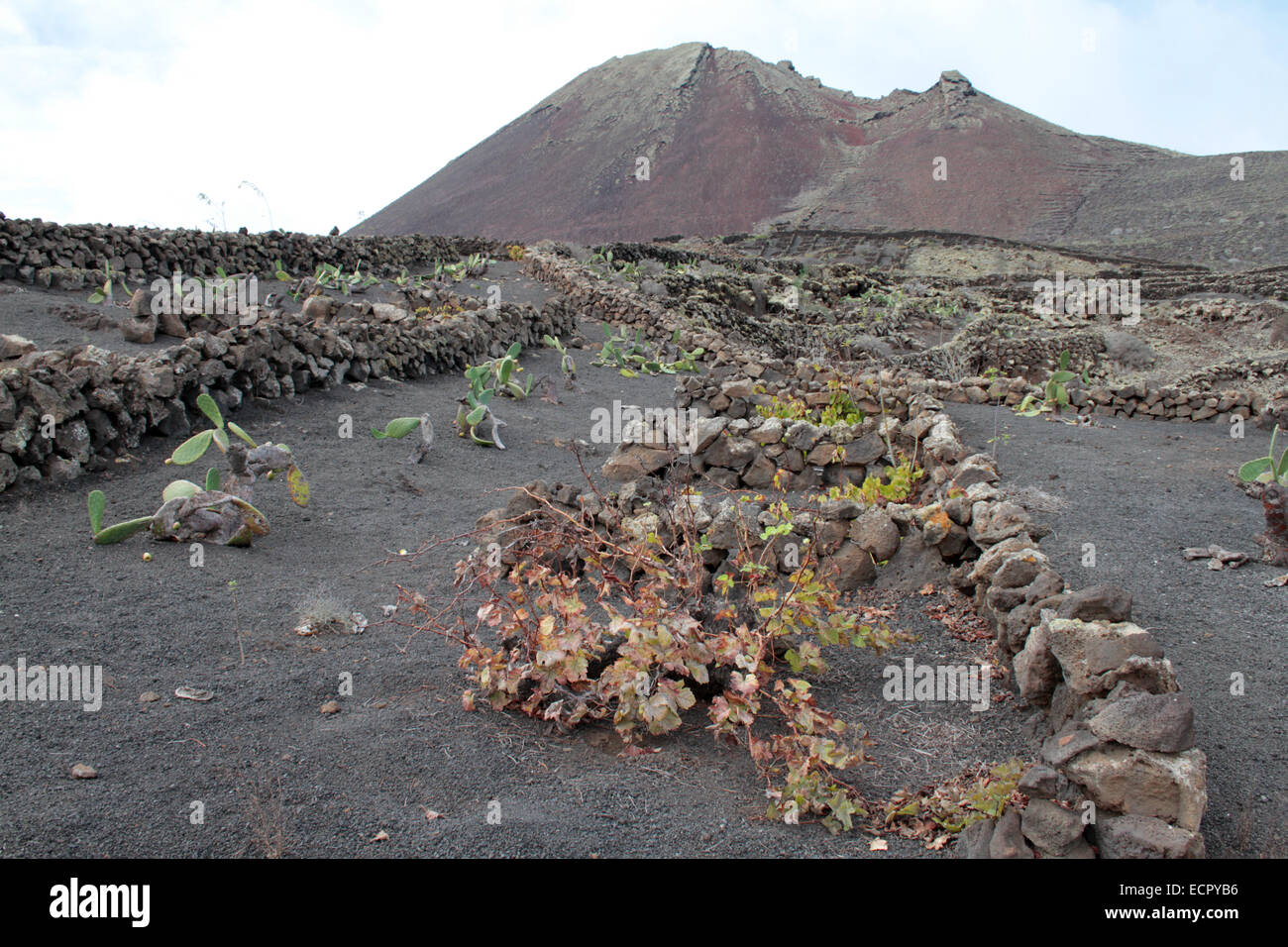 Spain - Lanzarote - Stone walls in the north part of the island Stock Photo  - Alamy