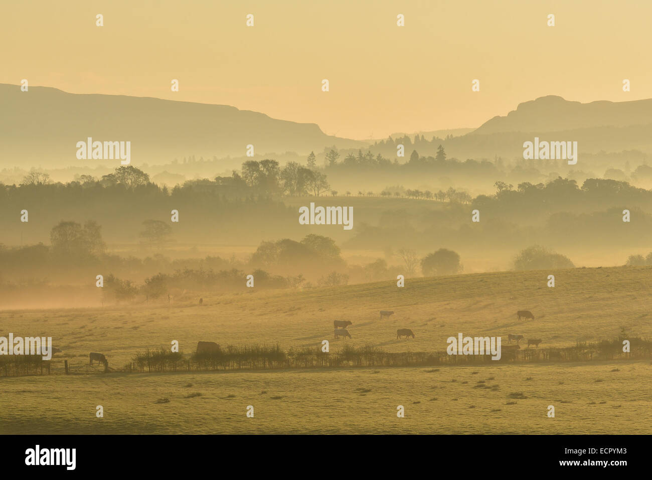 Scotland, UK - view of silhouette rural landscape - layers of trees and fog in the morning Stock Photo