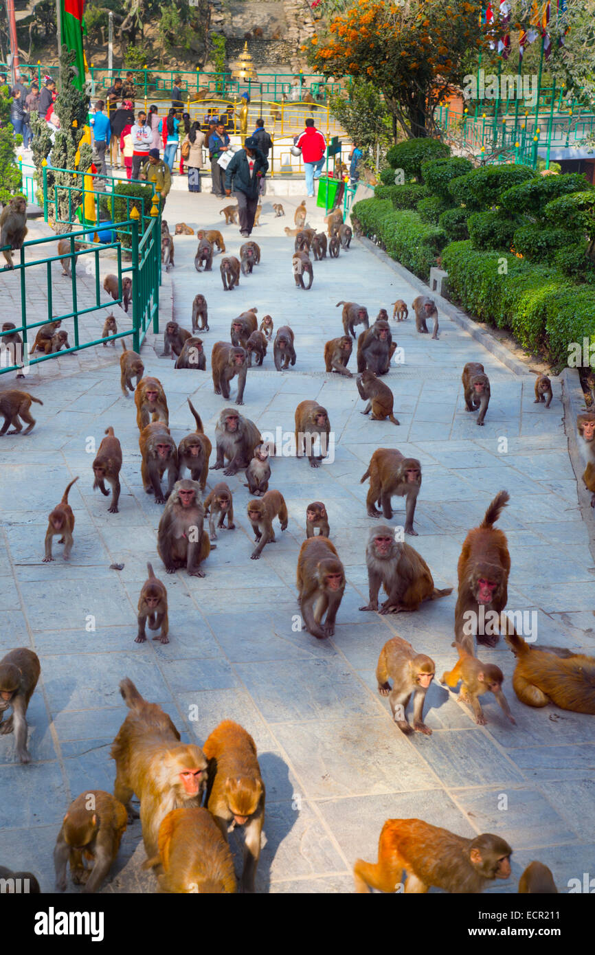 Image result for troop of monkeys
