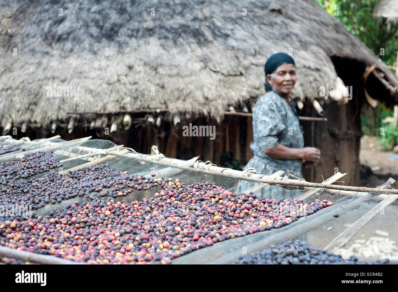 Coffee berries are sundrying in a small farm ( Ethiopia) Stock Photo