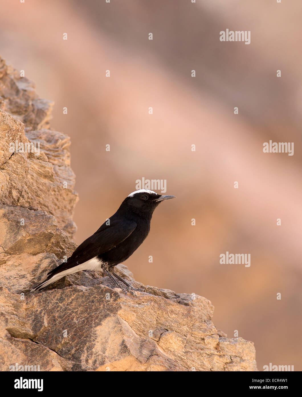 white-crowned wheatear, or white-crowned black wheatear (Oenanthe leucopyga) is a small passerine bird in the Old World flycatch Stock Photo
