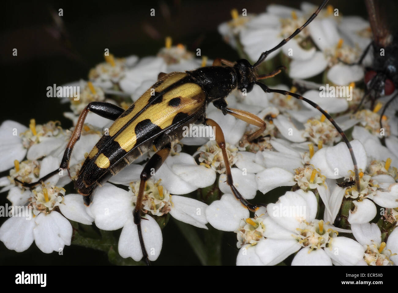 The beetle Rutpela maculata (Strangalia maculata) is built very narrow and has yellow and black striped on his sensors. The elytra are striped yellow and black. Photo: Klaus Nowottnick Date: July 16, 2009 Stock Photo