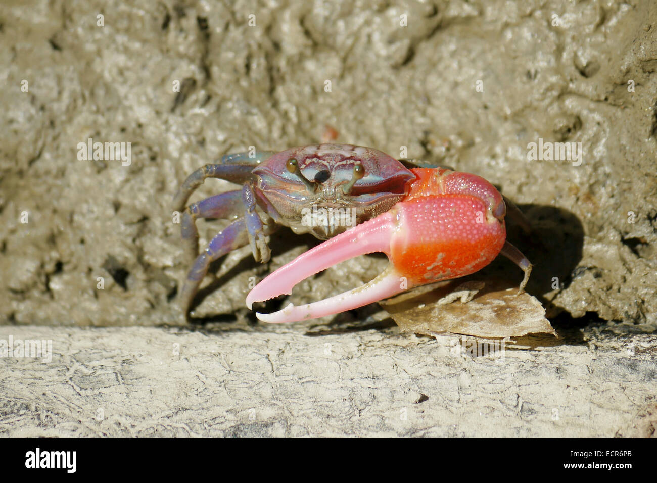 Red fiddler crab hi-res stock photography and images - Alamy