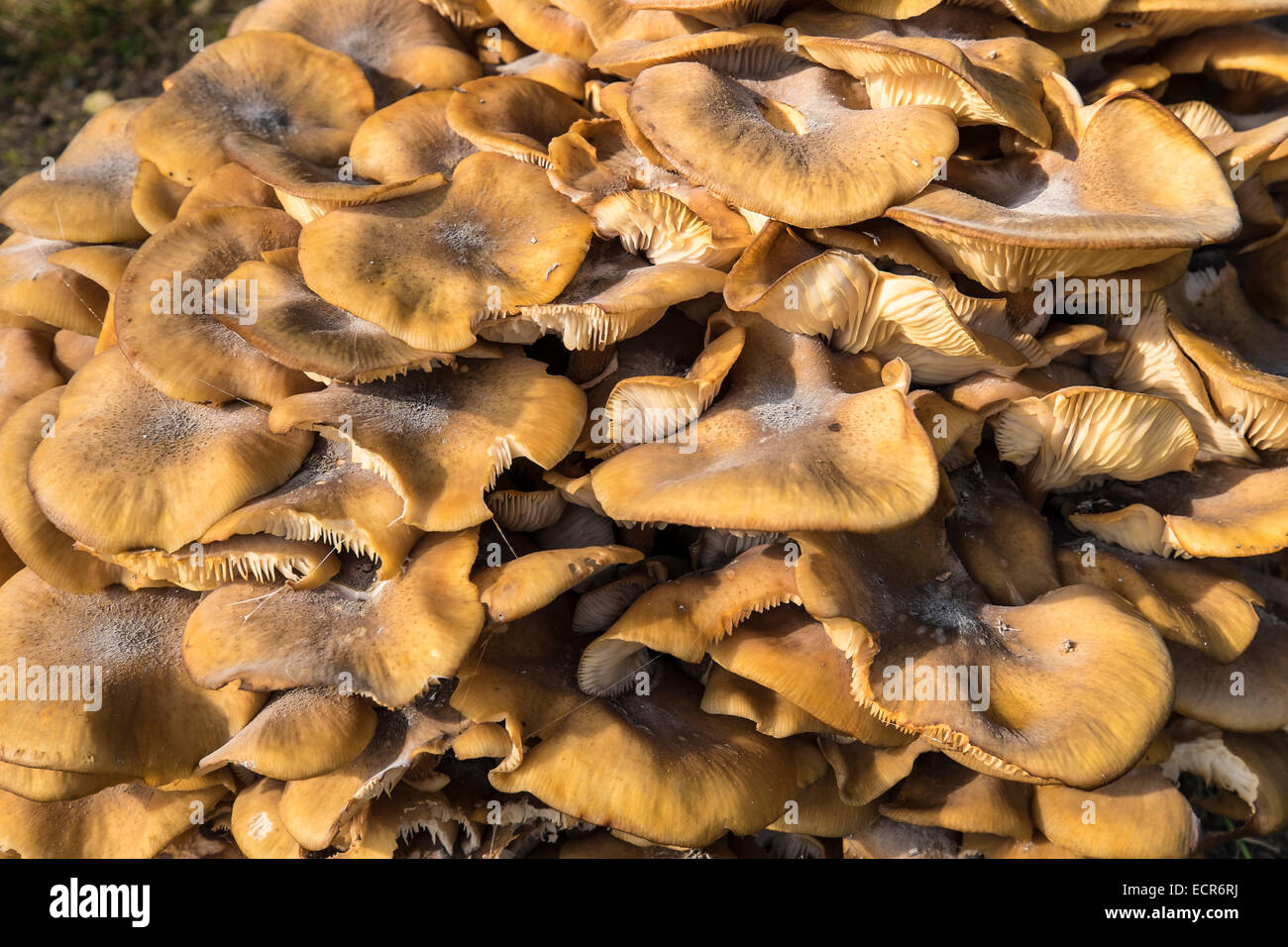 Honey fungus growing on old tree stump The Cotswolds Upper Rissington Gloucestershire England Stock Photo