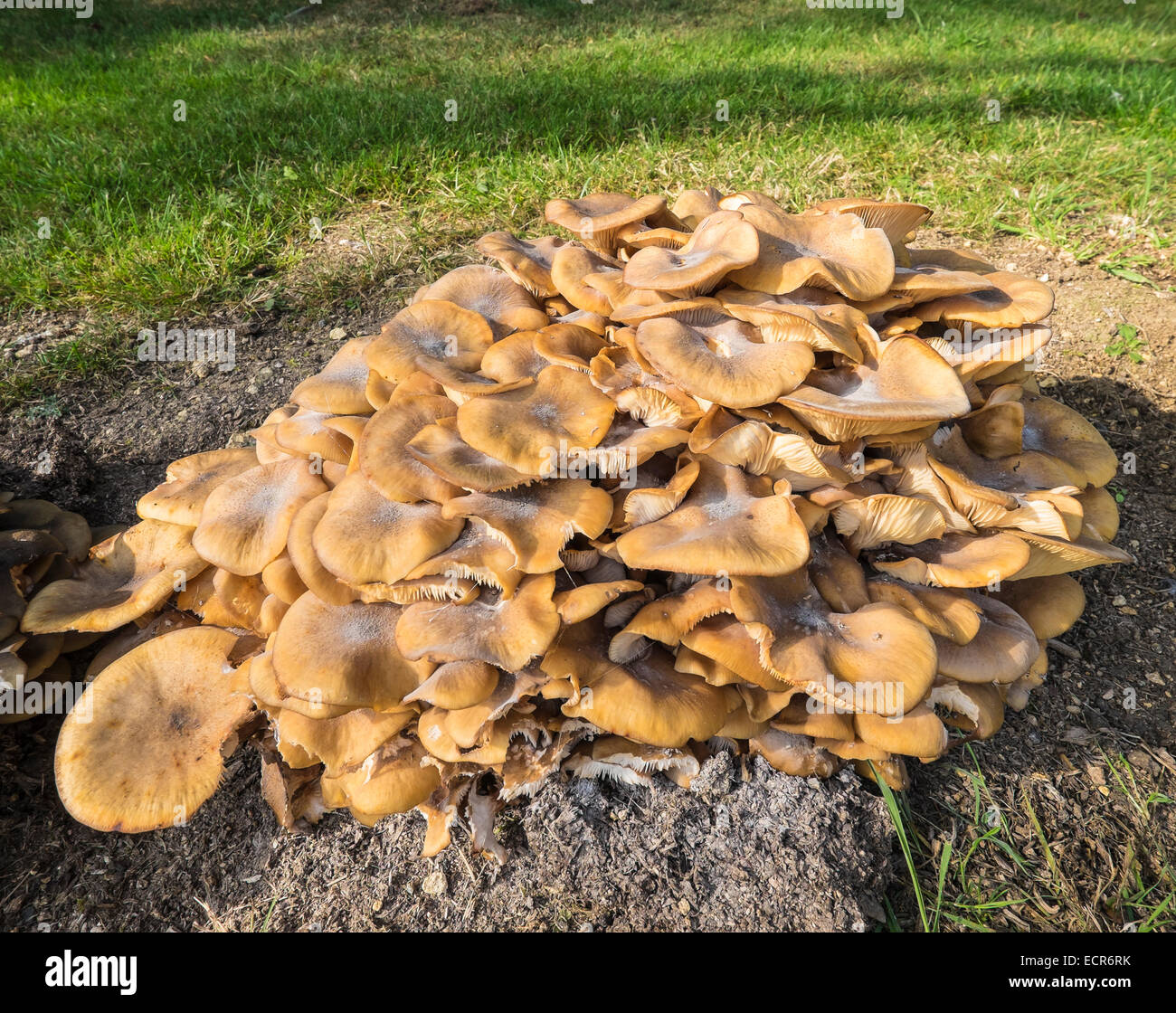 Honey fungus growing on old tree stump The Cotswolds Upper Rissington Gloucestershire England Stock Photo